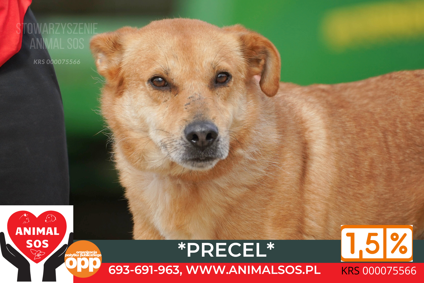 PRECEL