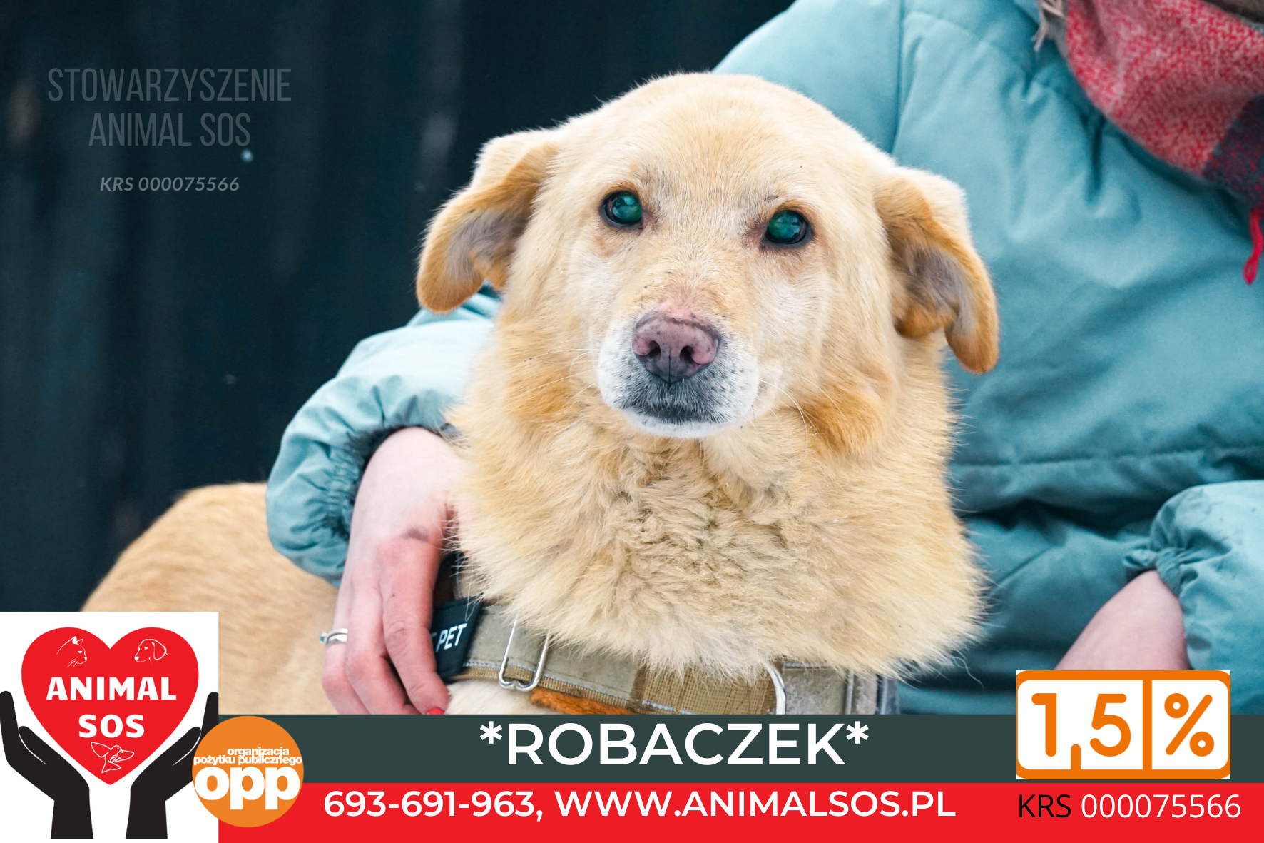 ROBACZEK/HOME – PIES NIEWIDOMY