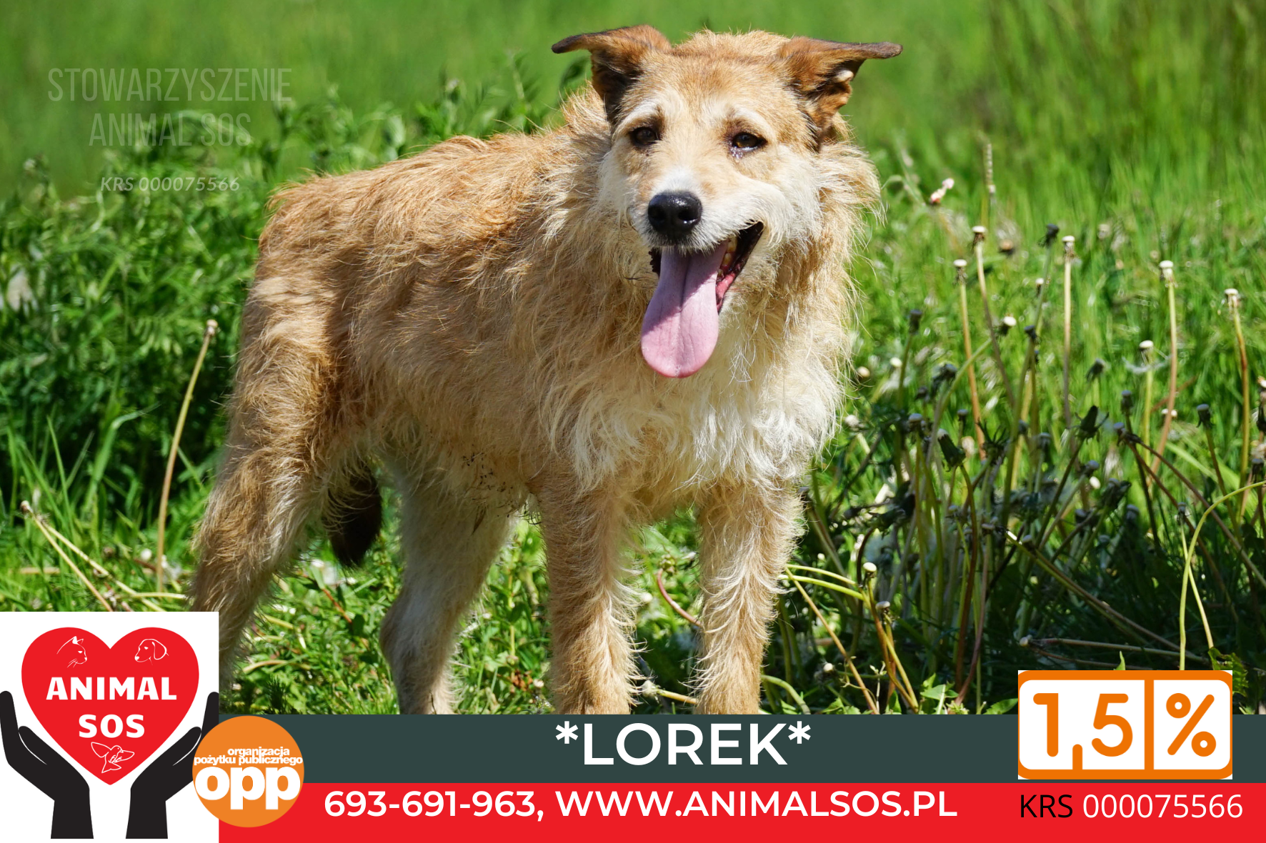 LOREK
