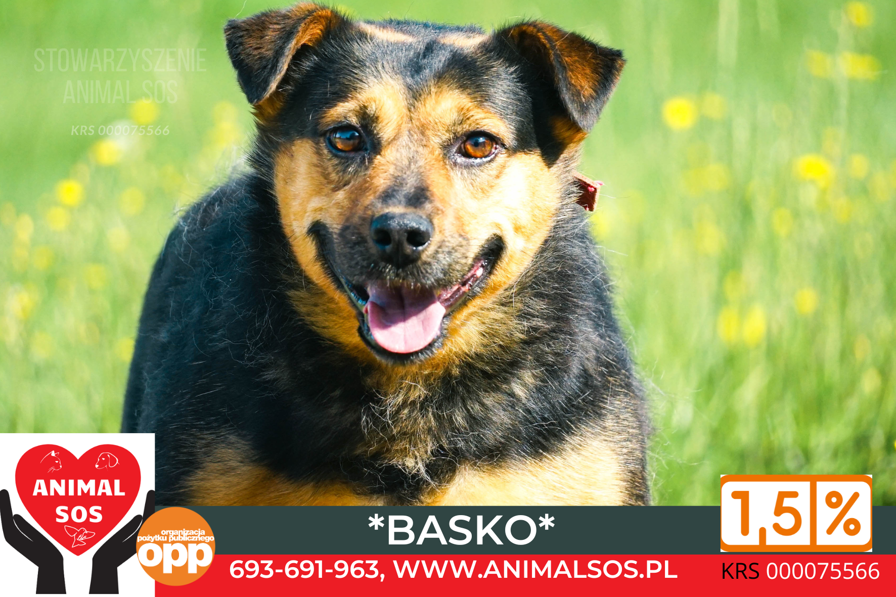 BASKO