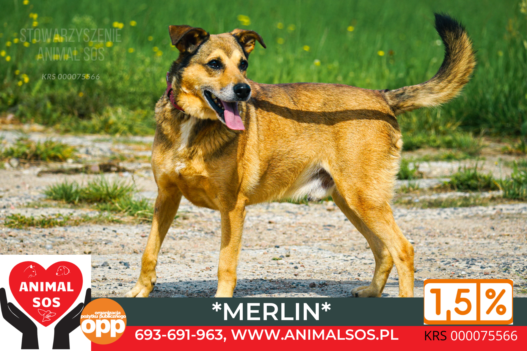 MERLIN