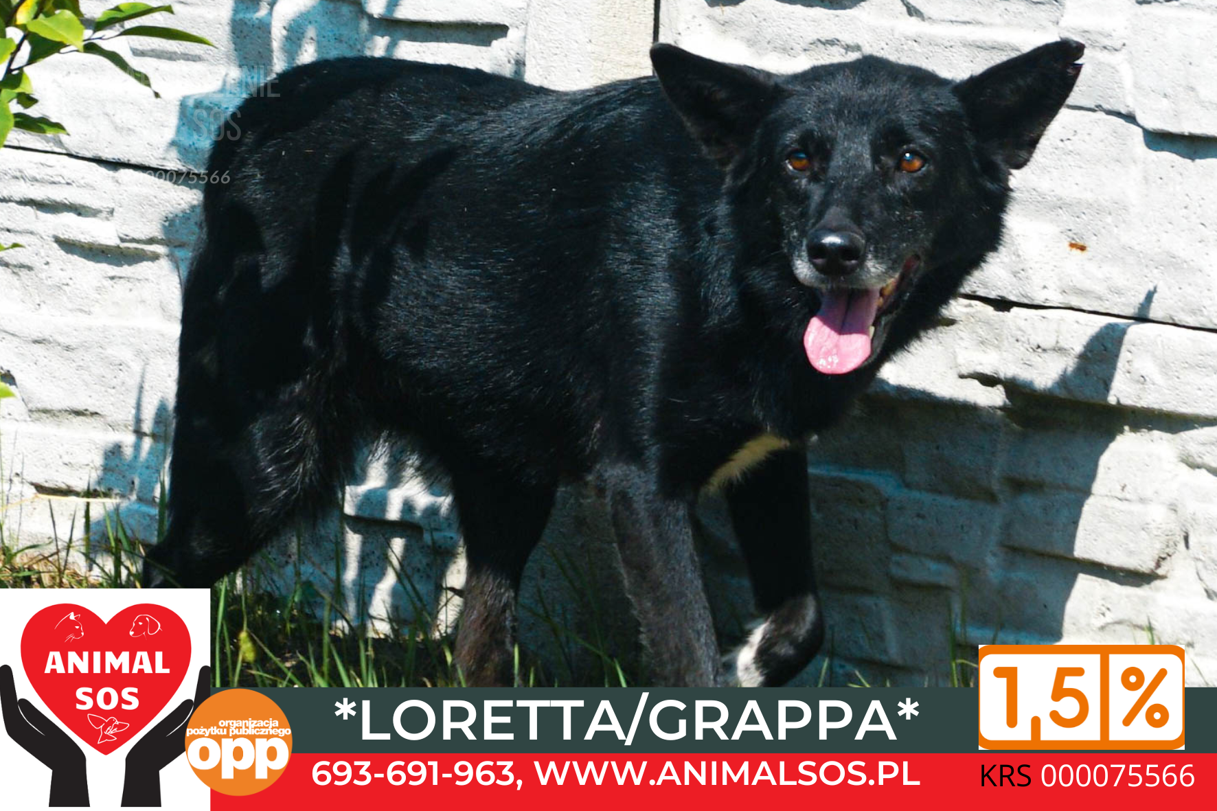 LORETTA/GRAPPA