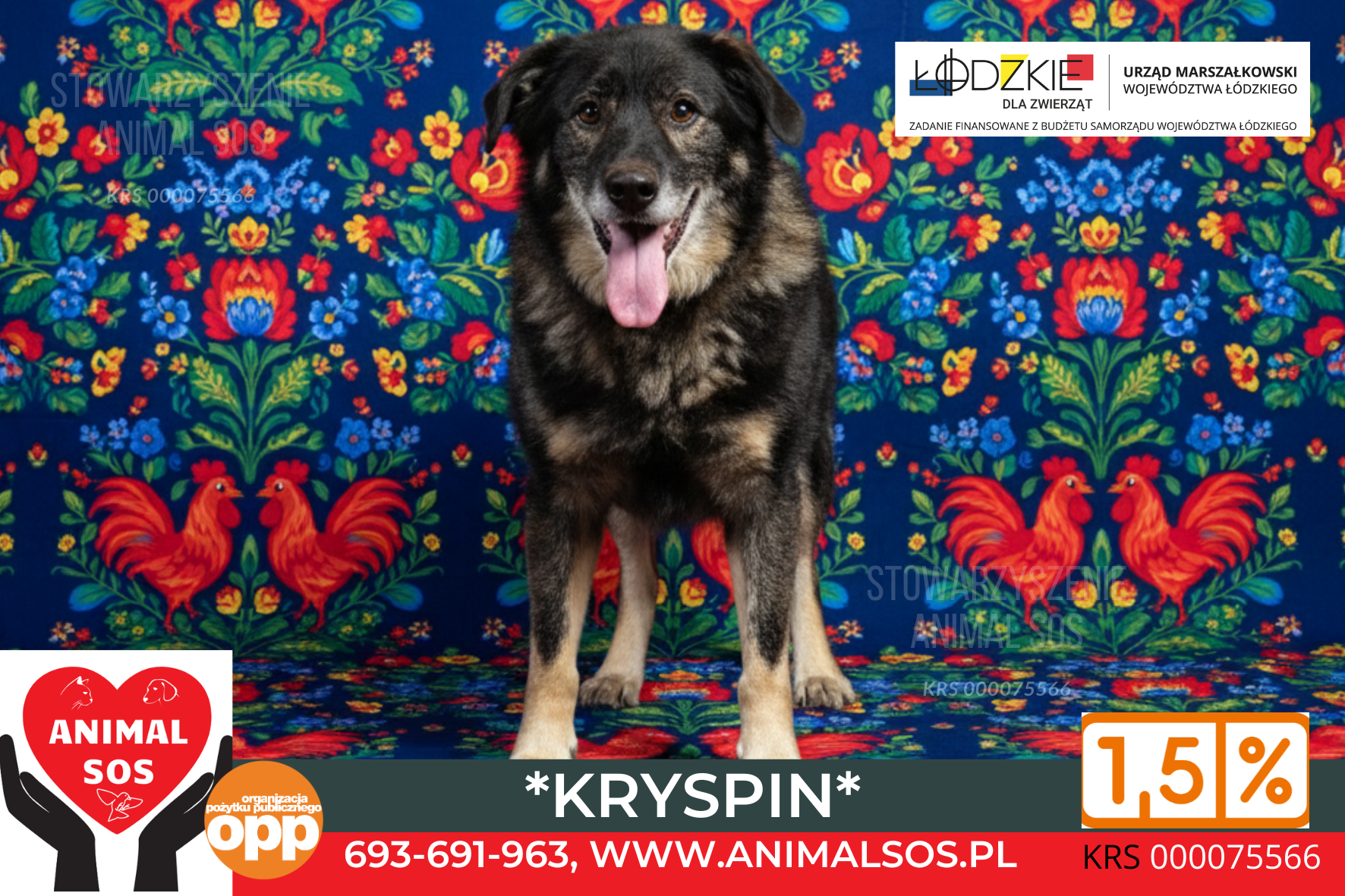 KRYSPIN – pies niewidomy