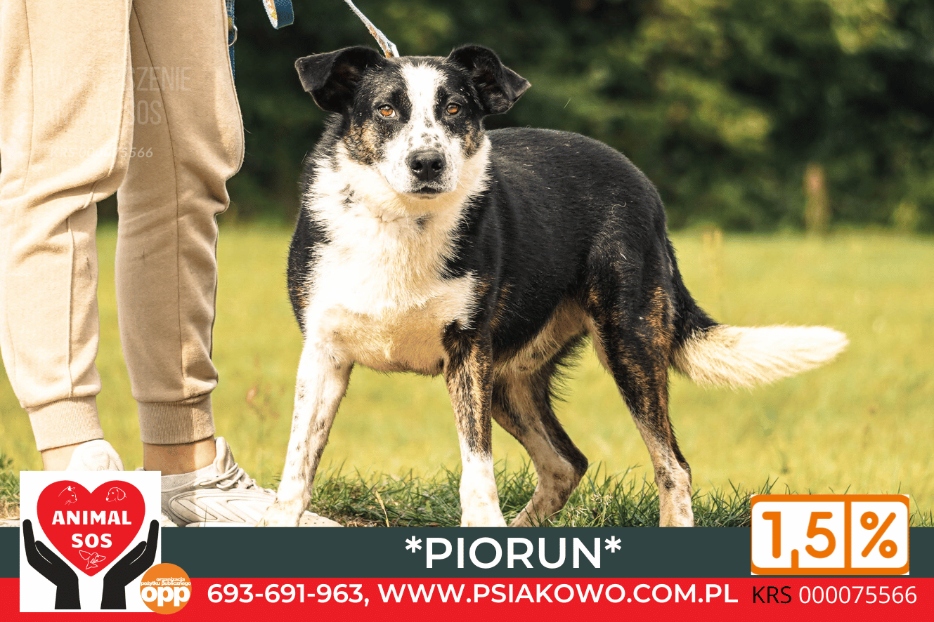 PIORUN