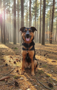 Tobiasz to młody (ur. 2023), 13-kilogramowy psiak, który jest esencją pozytywnej energii i łagodności. To prawdziwy psi ekspert w dziedzinie relacji z człowiekiem – najbardziej ceni sobie bliskość i kontakt! Kluczowe Atuty Tobiasza: Relacja z Człowiekiem: Najważniejsza cecha: jest bardzo proludzki i dosłownie lgnie do kontaktu. Idealny dla rodzin z dziećmi (przy zachowaniu standardowych zasad bezpieczeństwa) i dla każdego, kto ceni sobie bliskość zwierzęcia. Doskonałe Manier: Potrafi chodzić na smyczy! I, co bardzo ważne, akceptuje inne psy! Charakter: Jest łagodny i energiczny – zrównoważone połączenie, które sprawia, że jest gotów na zabawę, ale potrafi się też wyciszyć przy człowieku. Wielkość: Idealny, średni rozmiar (13 kg) – łatwy w transporcie i obsłudze. Szukamy dla Tobiasza: Rodziny lub osób, które zapewnią mu dużo miłości, czułości i wspólnych aktywności.