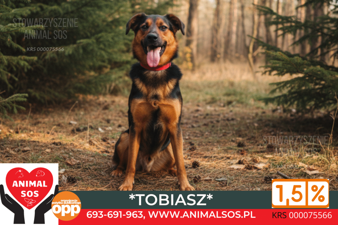 Tobiasz to młody (ur. 2023), 13-kilogramowy psiak, który jest esencją pozytywnej energii i łagodności. To prawdziwy psi ekspert w dziedzinie relacji z człowiekiem – najbardziej ceni sobie bliskość i kontakt! Kluczowe Atuty Tobiasza: Relacja z Człowiekiem: Najważniejsza cecha: jest bardzo proludzki i dosłownie lgnie do kontaktu. Idealny dla rodzin z dziećmi (przy zachowaniu standardowych zasad bezpieczeństwa) i dla każdego, kto ceni sobie bliskość zwierzęcia. Doskonałe Manier: Potrafi chodzić na smyczy! I, co bardzo ważne, akceptuje inne psy! Charakter: Jest łagodny i energiczny – zrównoważone połączenie, które sprawia, że jest gotów na zabawę, ale potrafi się też wyciszyć przy człowieku. Wielkość: Idealny, średni rozmiar (13 kg) – łatwy w transporcie i obsłudze. Szukamy dla Tobiasza: Rodziny lub osób, które zapewnią mu dużo miłości, czułości i wspólnych aktywności.