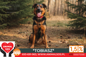 Tobiasz to młody (ur. 2023), 13-kilogramowy psiak, który jest esencją pozytywnej energii i łagodności. To prawdziwy psi ekspert w dziedzinie relacji z człowiekiem – najbardziej ceni sobie bliskość i kontakt! Kluczowe Atuty Tobiasza: Relacja z Człowiekiem: Najważniejsza cecha: jest bardzo proludzki i dosłownie lgnie do kontaktu. Idealny dla rodzin z dziećmi (przy zachowaniu standardowych zasad bezpieczeństwa) i dla każdego, kto ceni sobie bliskość zwierzęcia. Doskonałe Manier: Potrafi chodzić na smyczy! I, co bardzo ważne, akceptuje inne psy! Charakter: Jest łagodny i energiczny – zrównoważone połączenie, które sprawia, że jest gotów na zabawę, ale potrafi się też wyciszyć przy człowieku. Wielkość: Idealny, średni rozmiar (13 kg) – łatwy w transporcie i obsłudze. Szukamy dla Tobiasza: Rodziny lub osób, które zapewnią mu dużo miłości, czułości i wspólnych aktywności.