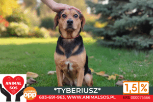 Tyberiusz to młody (ur. 2022), 22-kilogramowy pies, który jest energiczny i bardzo fajny, ale kryje w sobie pewną nieśmiałość. Szuka spokojnego i aktywnego domu, który go zrozumie. Kluczowe Atuty i Wymagania Tyberiusza: Energia i Ułożenie: Jest psem w pełni aktywnym, który potrafi chodzić na smyczy! Idealny dla osób szukających kompana na dłuższe spacery. Wzór Socjalizacji: Akceptuje inne psy! Można go śmiało adoptować do domu z rezydentem, który z pewnością pomoże mu w adaptacji. Wyzwanie: Jest ciut nieśmiały. Potrzebuje opiekuna, który da mu czas, spokój i rutynę, aby poczuł się bezpiecznie i w pełni zaufał. Wielkość: 22 kg – średnio-duży rozmiar, idealny do aktywnego życia. Szukamy dla Tyberiusza: Świadomego i cierpliwego opiekuna, który doceni jego energię, ale jednocześnie pozwoli mu powoli wychodzić ze swojej nieśmiałości.