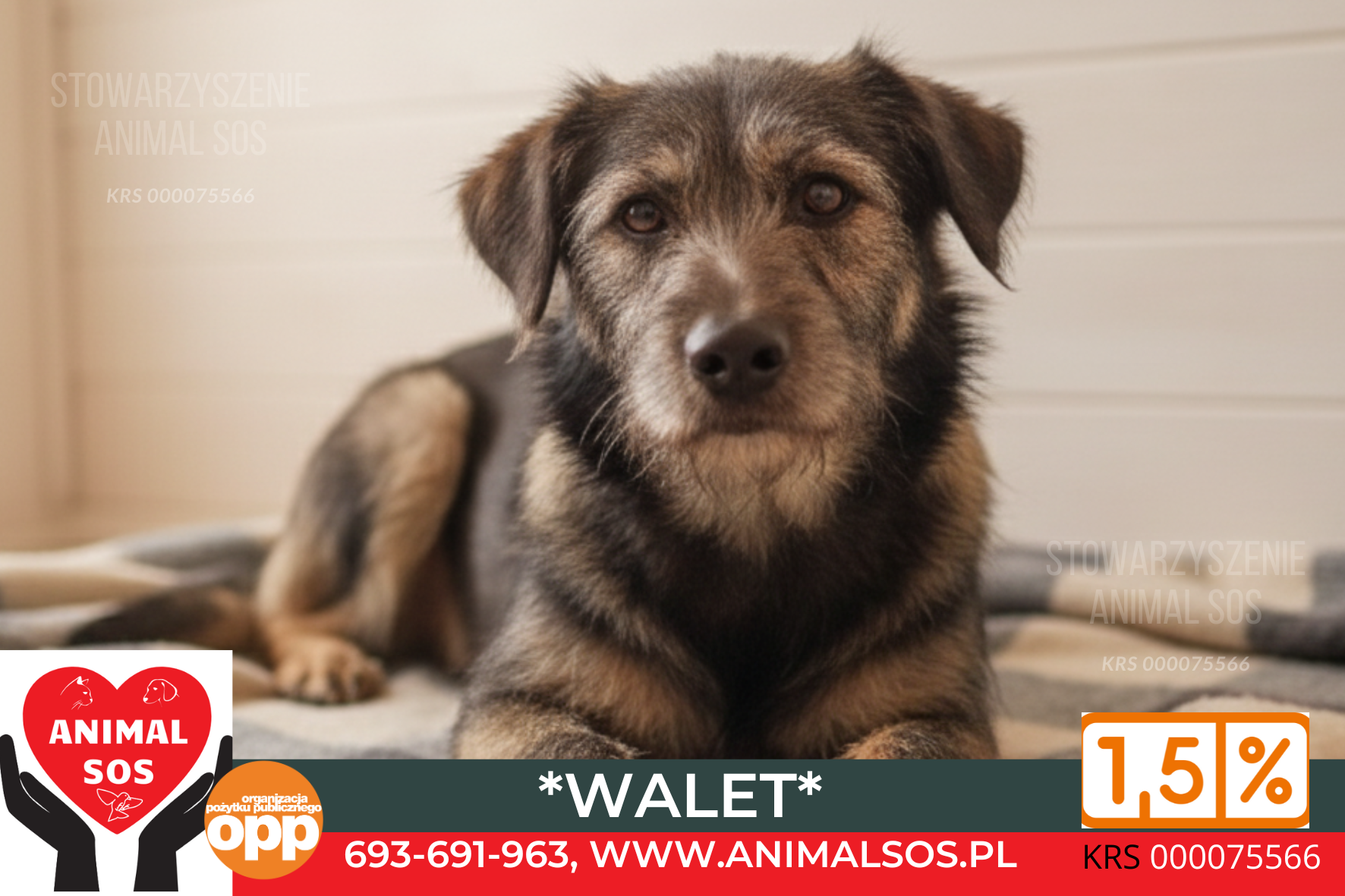 WALET – szorstkowłosy psiak, który dużo wycierpiał w swoim życiu