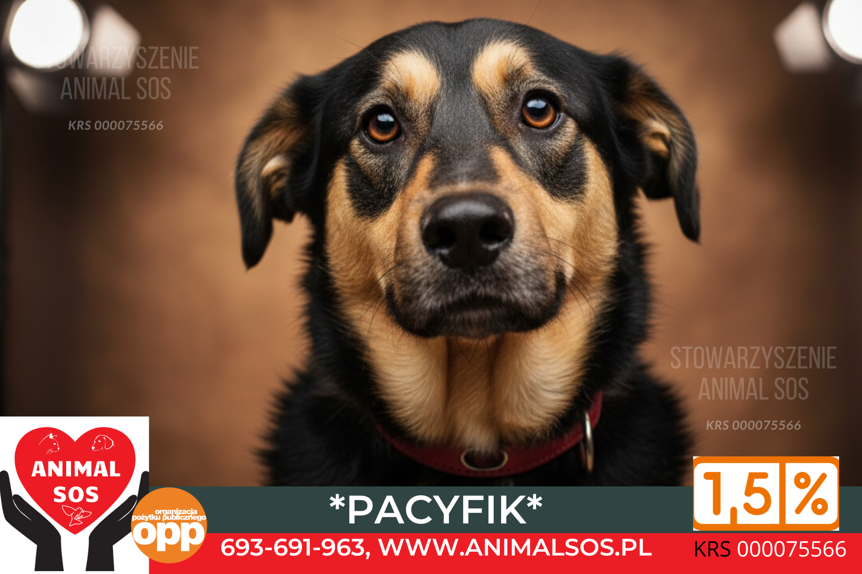 PACYFIK – fajny, młody, średniej wielkości, łagodny piesek.