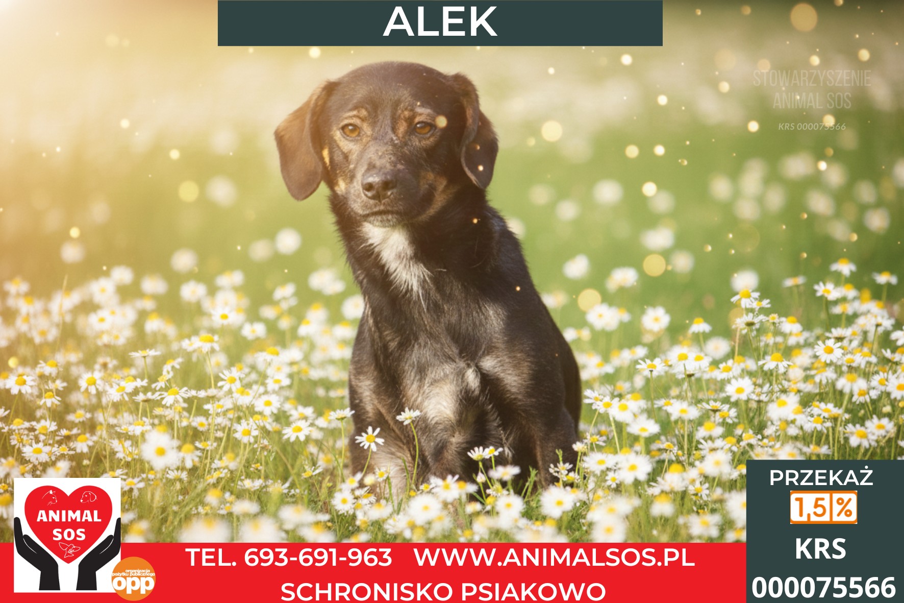 ALEK