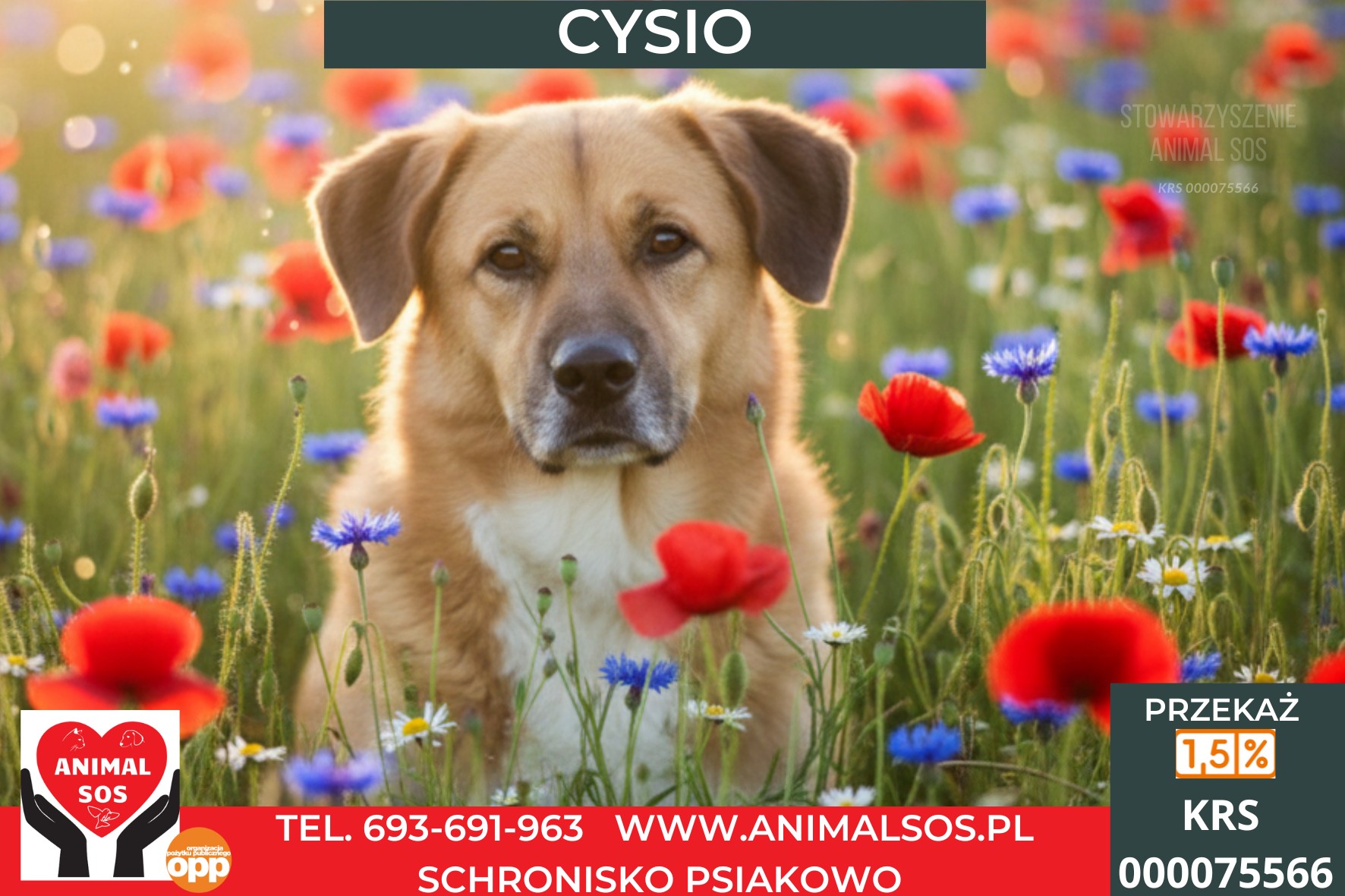 CYSIO