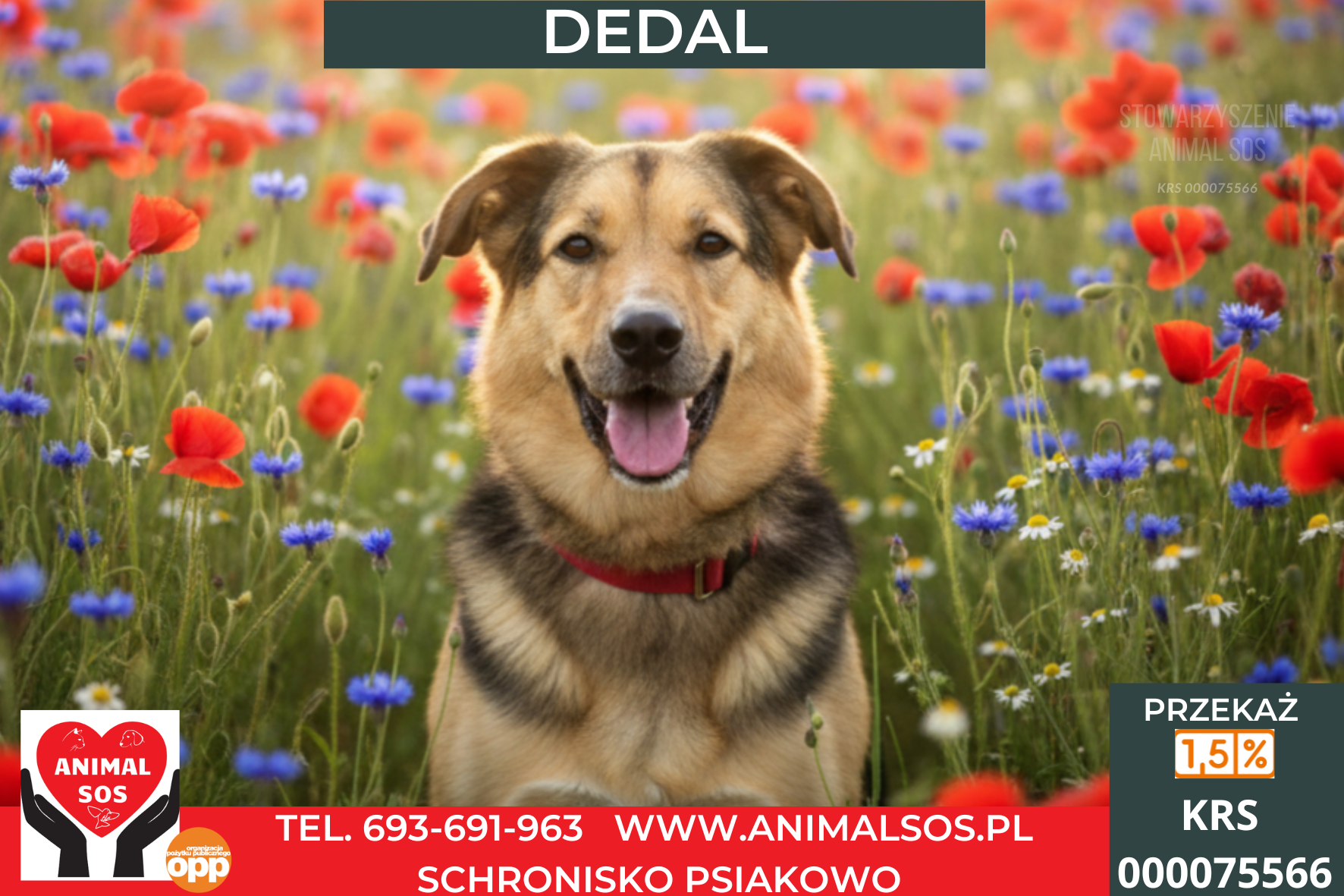 DEDAL
