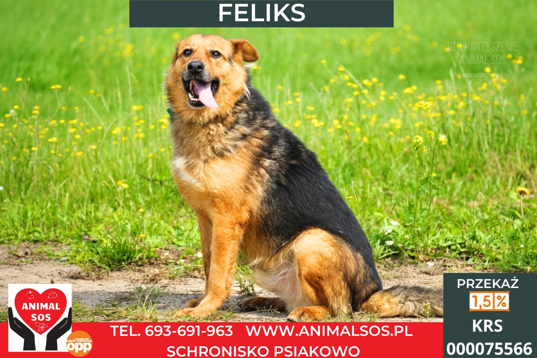 FELIKS