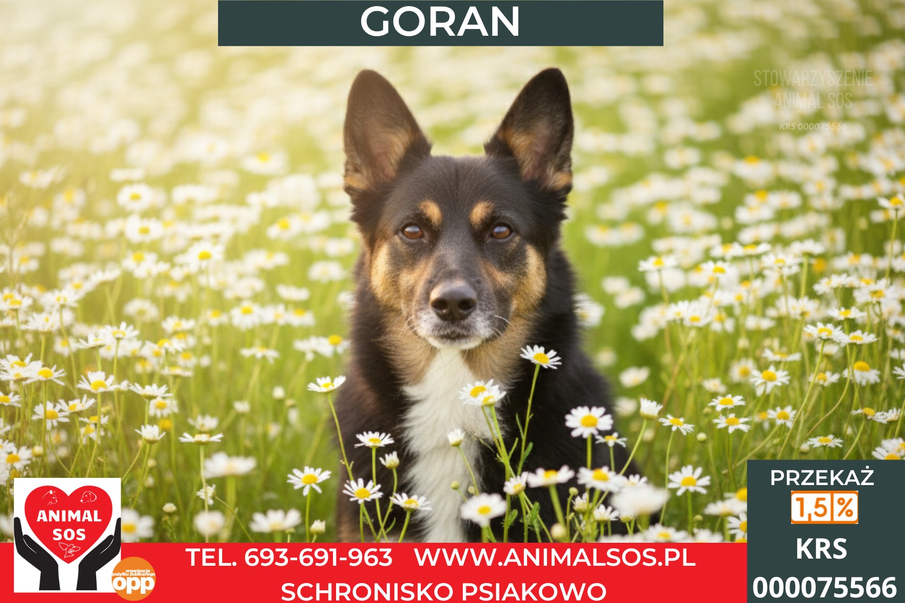 GORAN