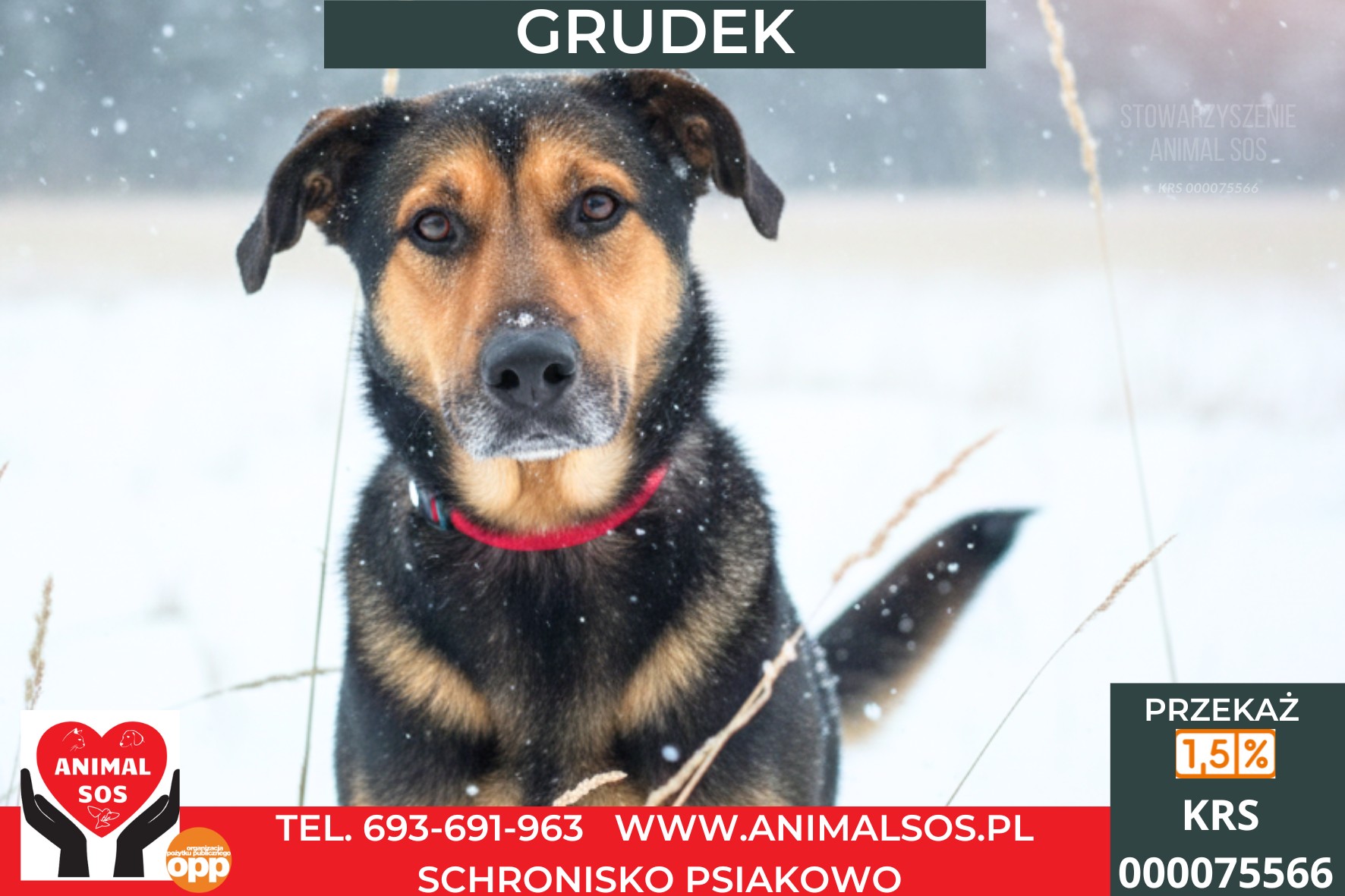 GRUDEK