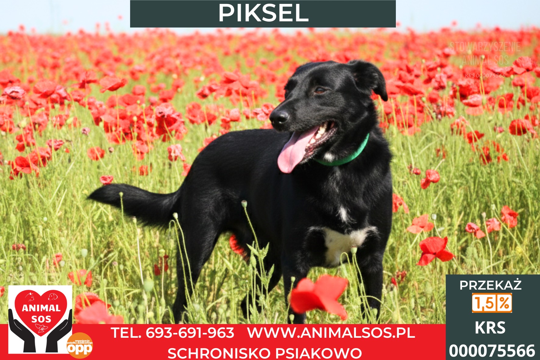 PIKSEL