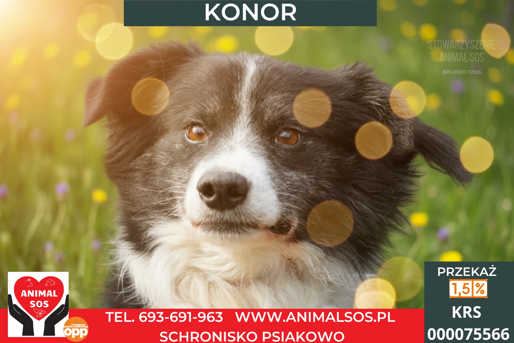KONOR