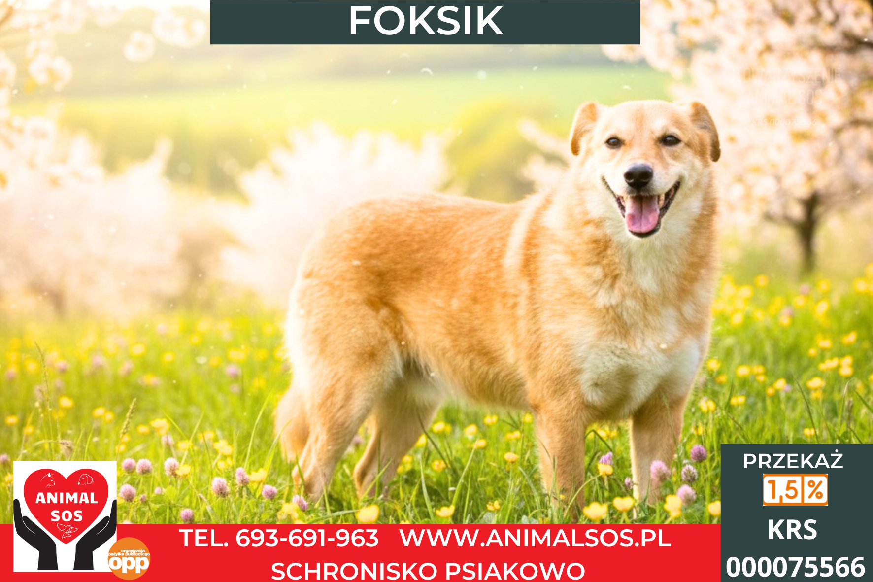 FOKSIK