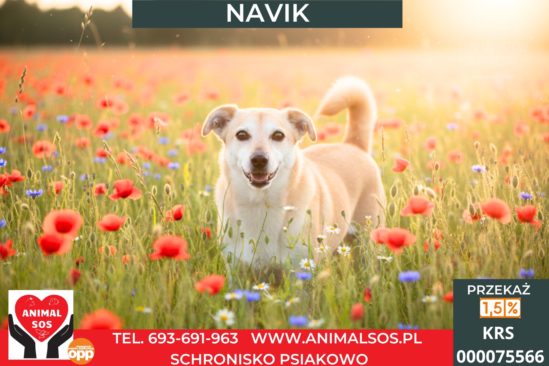 NAVIK