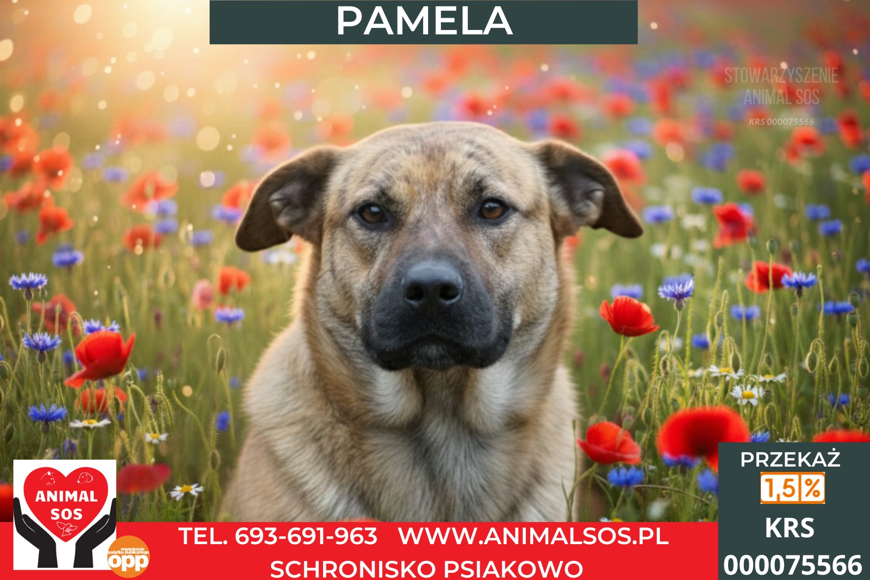 PAMELA