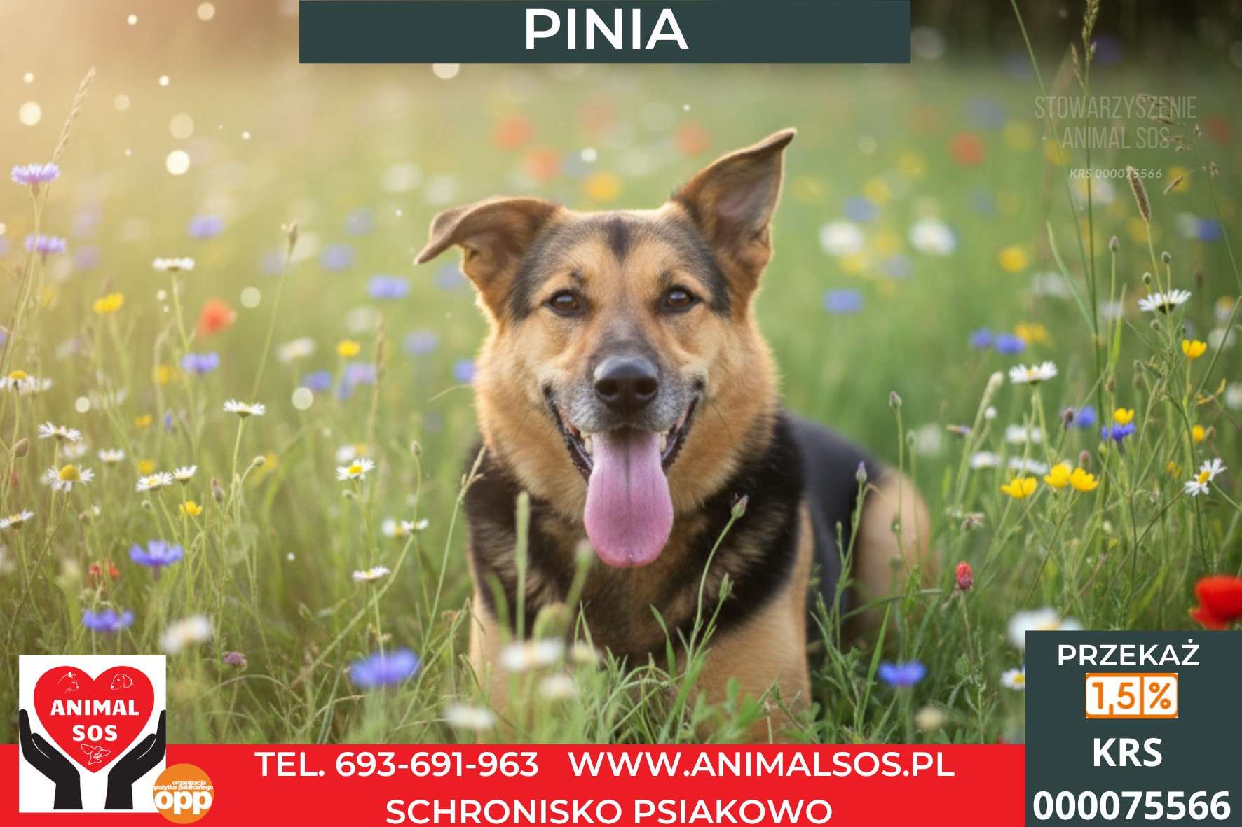 PINIA