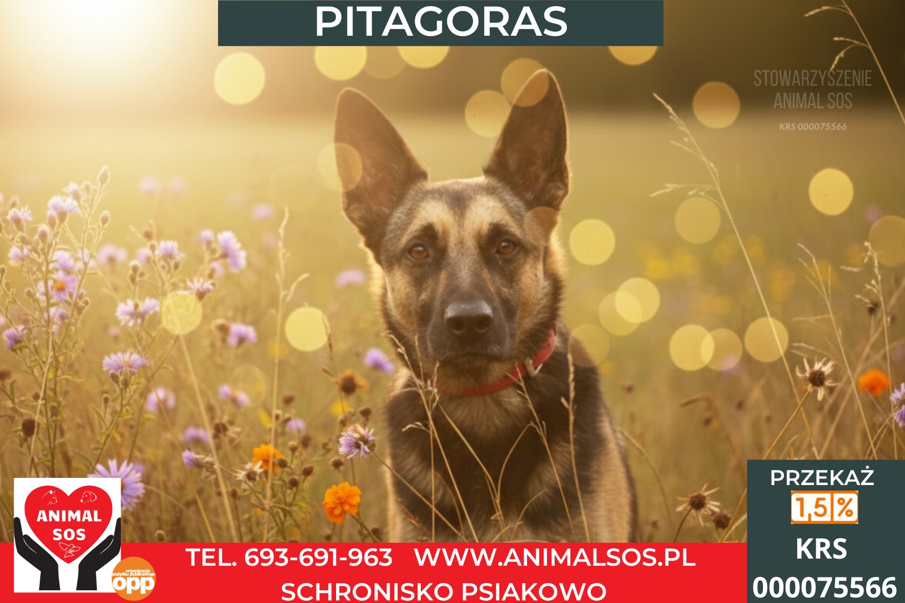 PITAGORAS