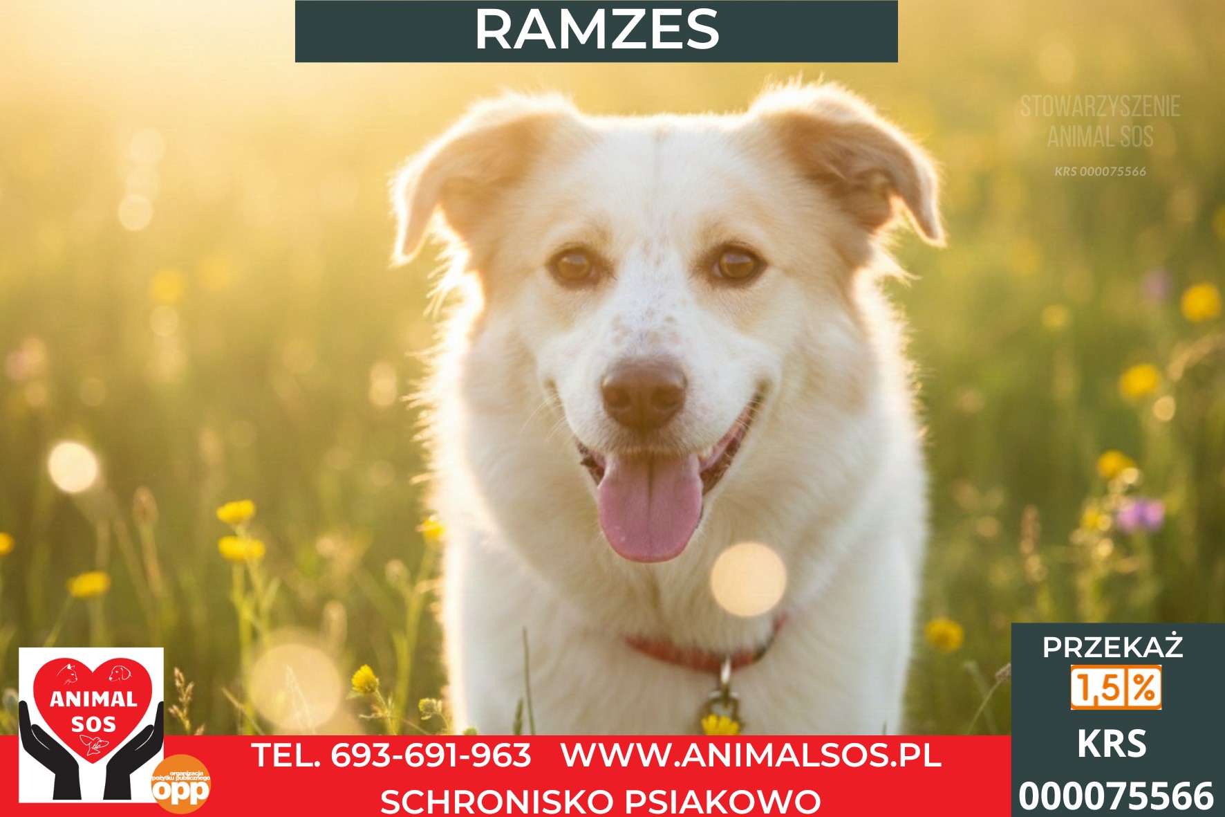 RAMZES