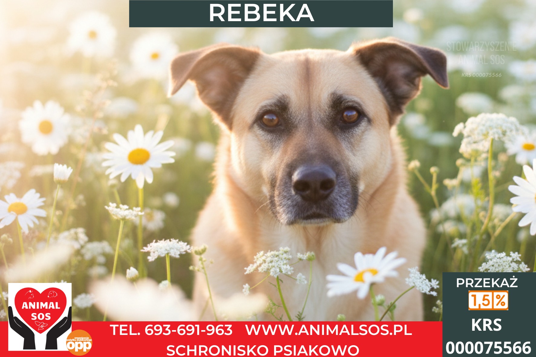REBEKA