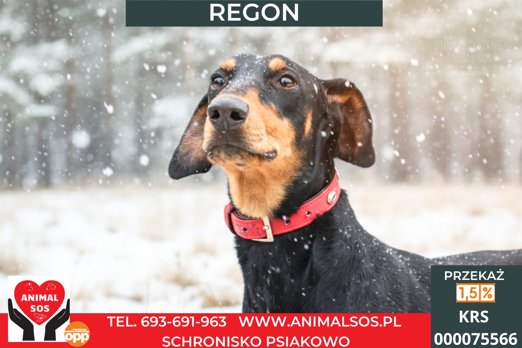 REGON