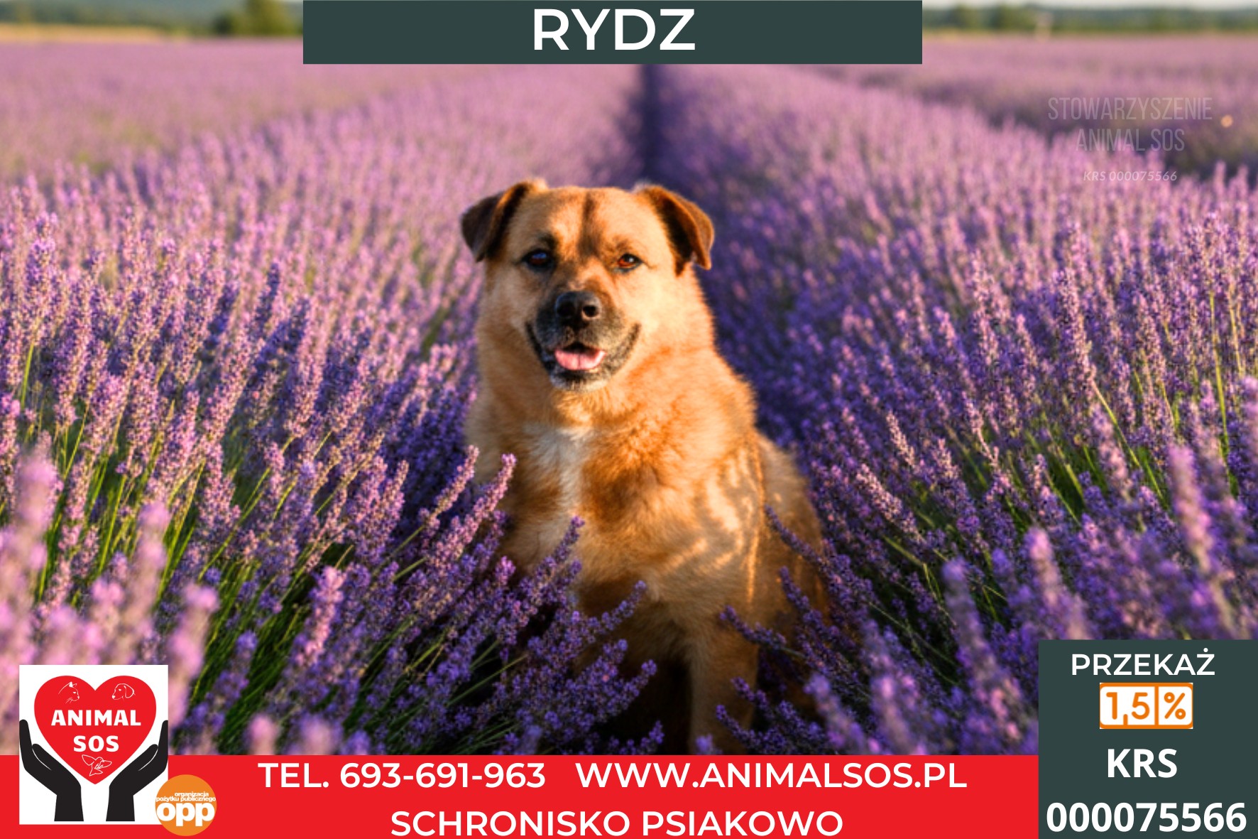 RYDZ