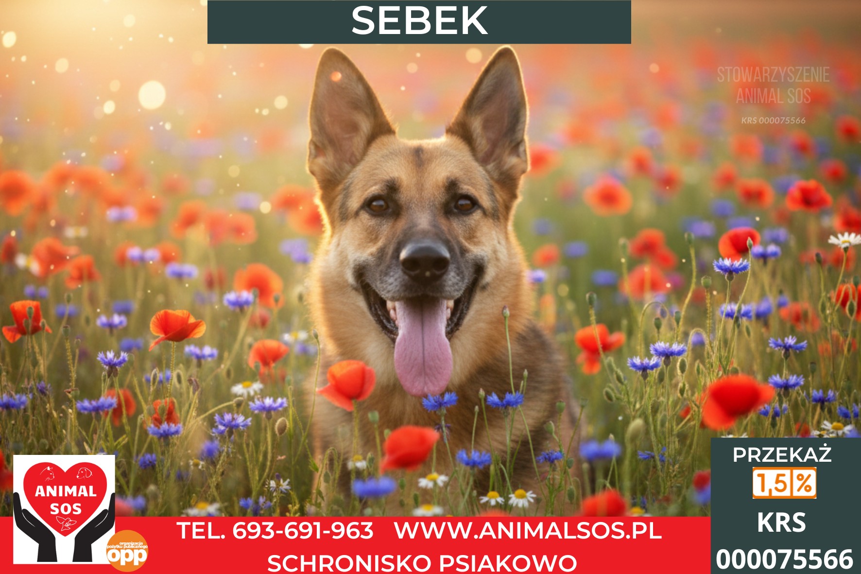 SEBEK
