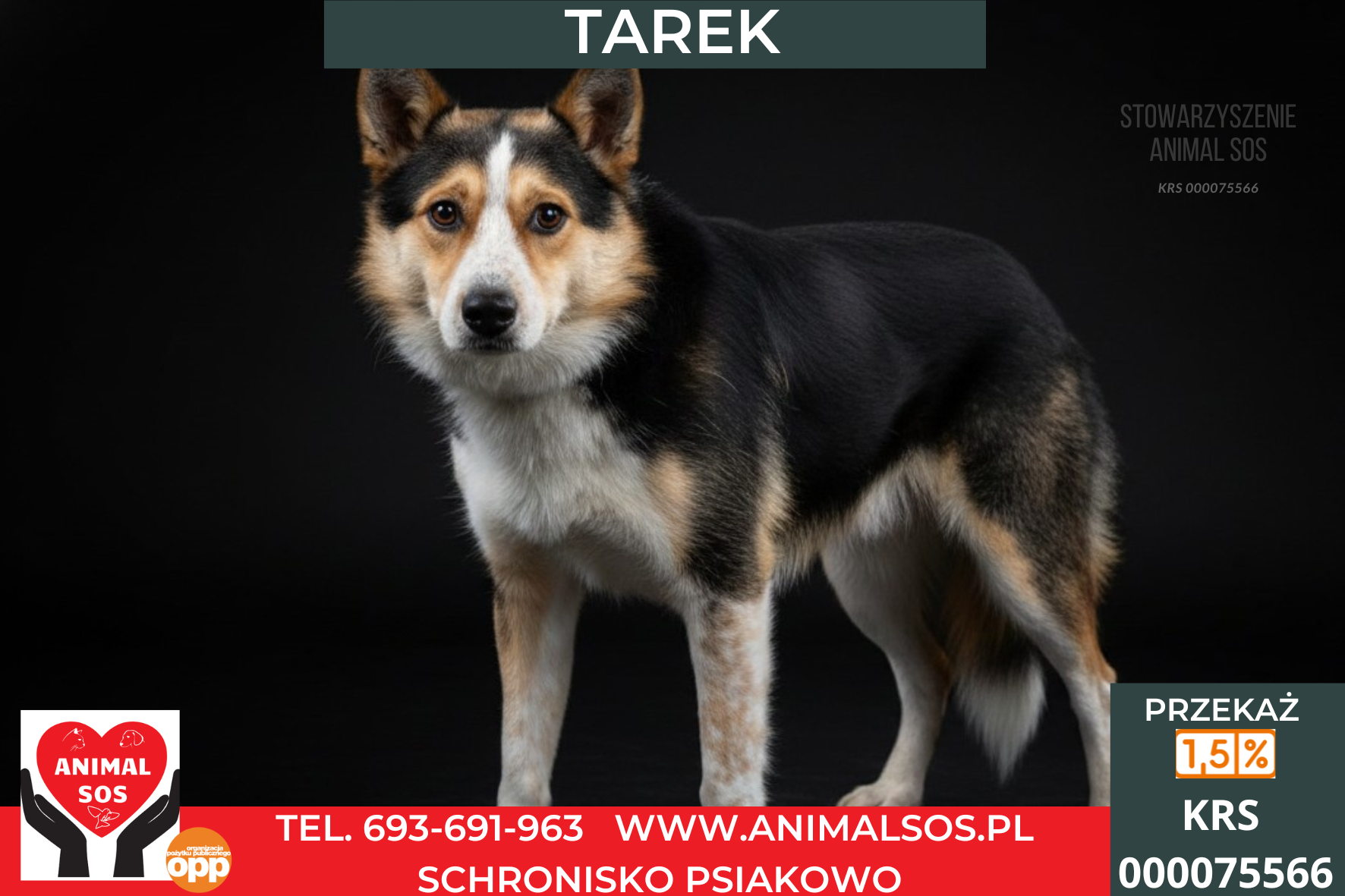TAREK – niewielki piesek
