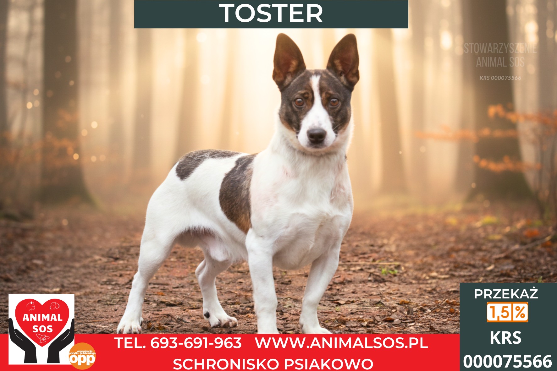 TOSTER – niewielki piesek