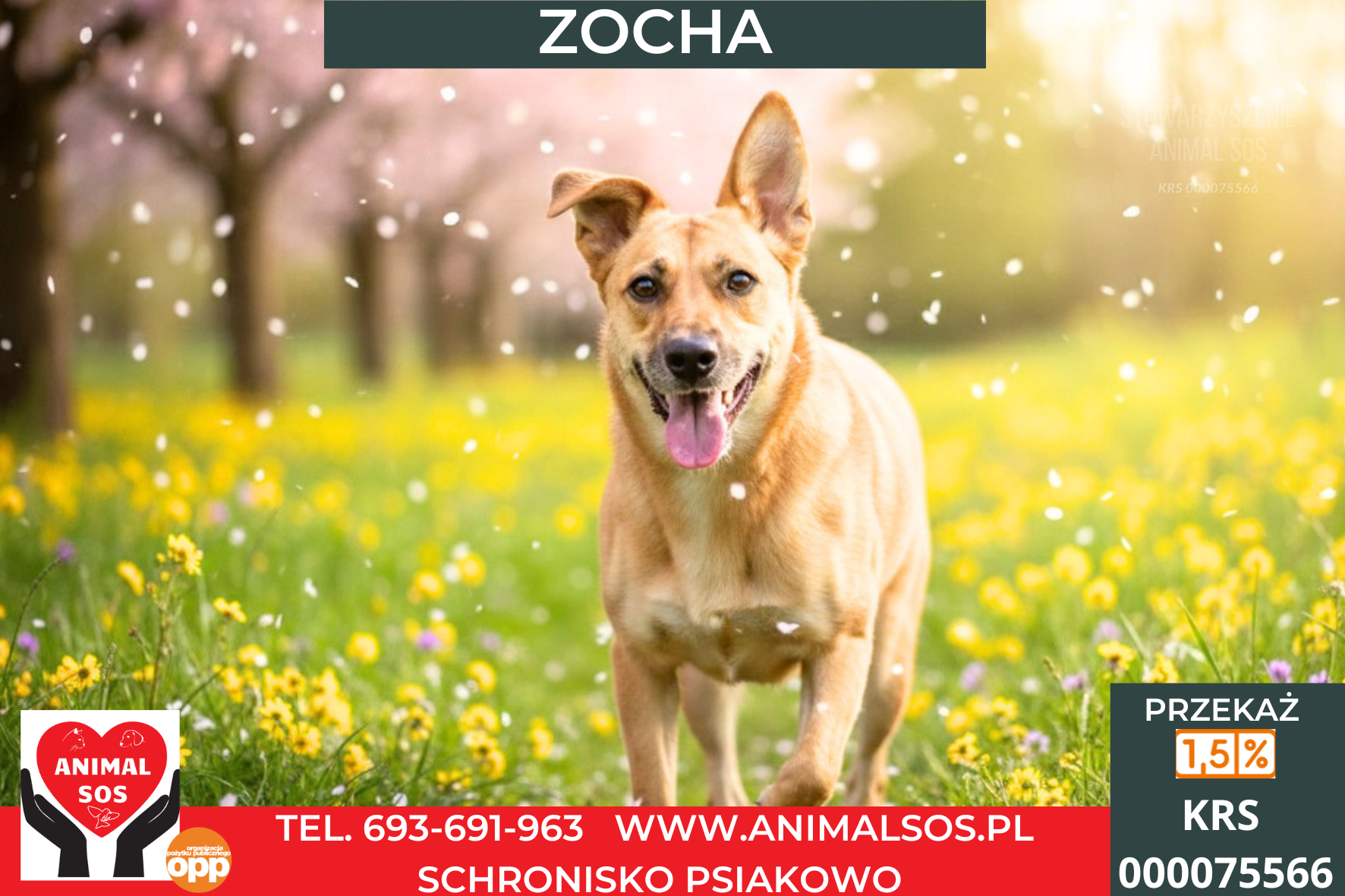 ZOCHA