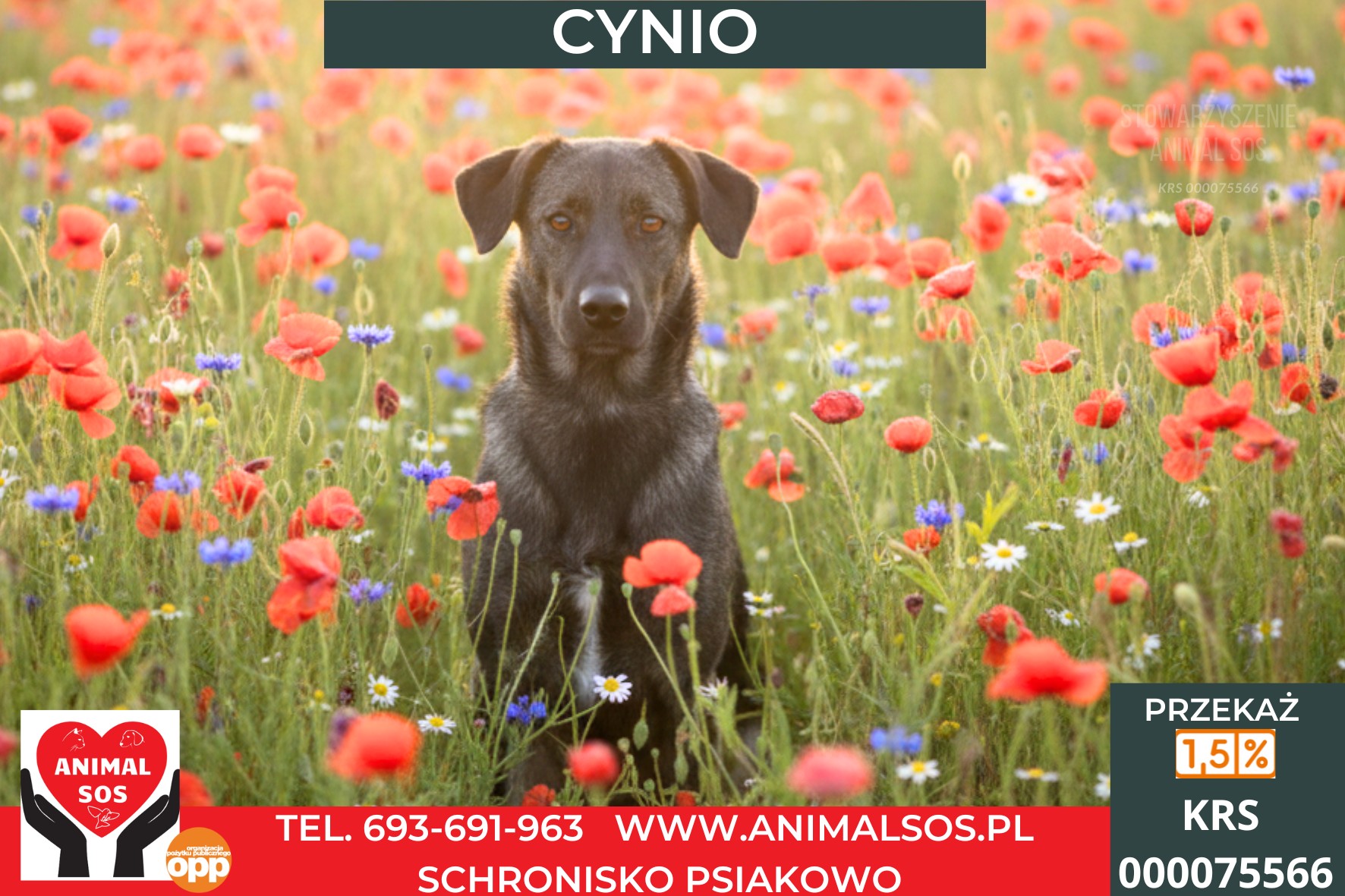CYNIO