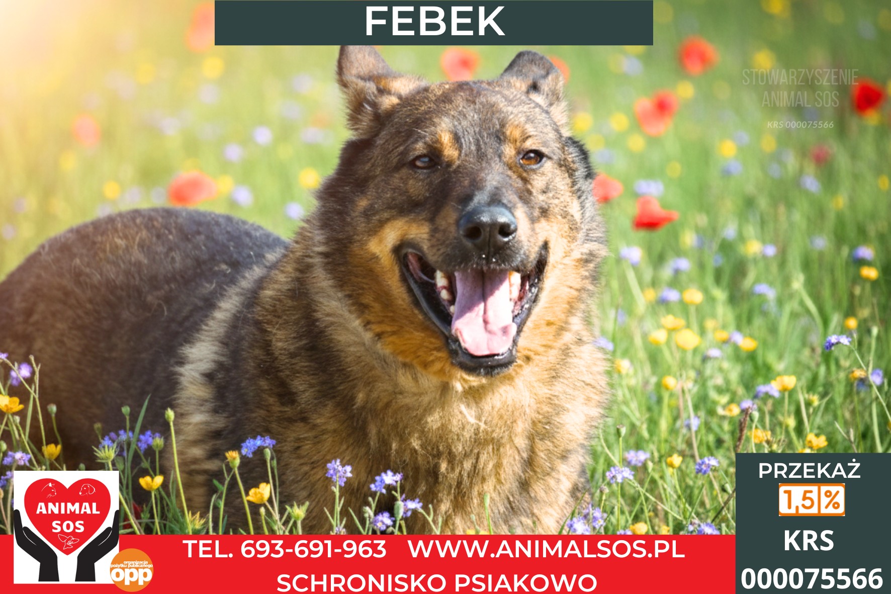 *FEBEK*