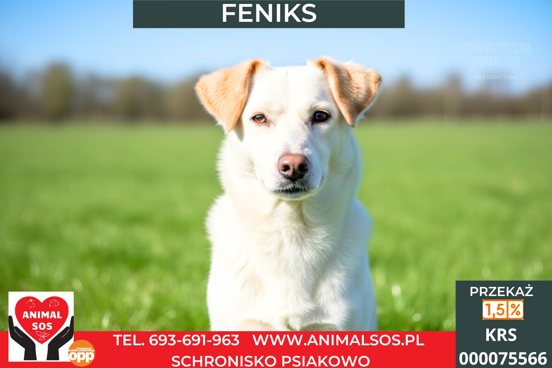 FENIKS