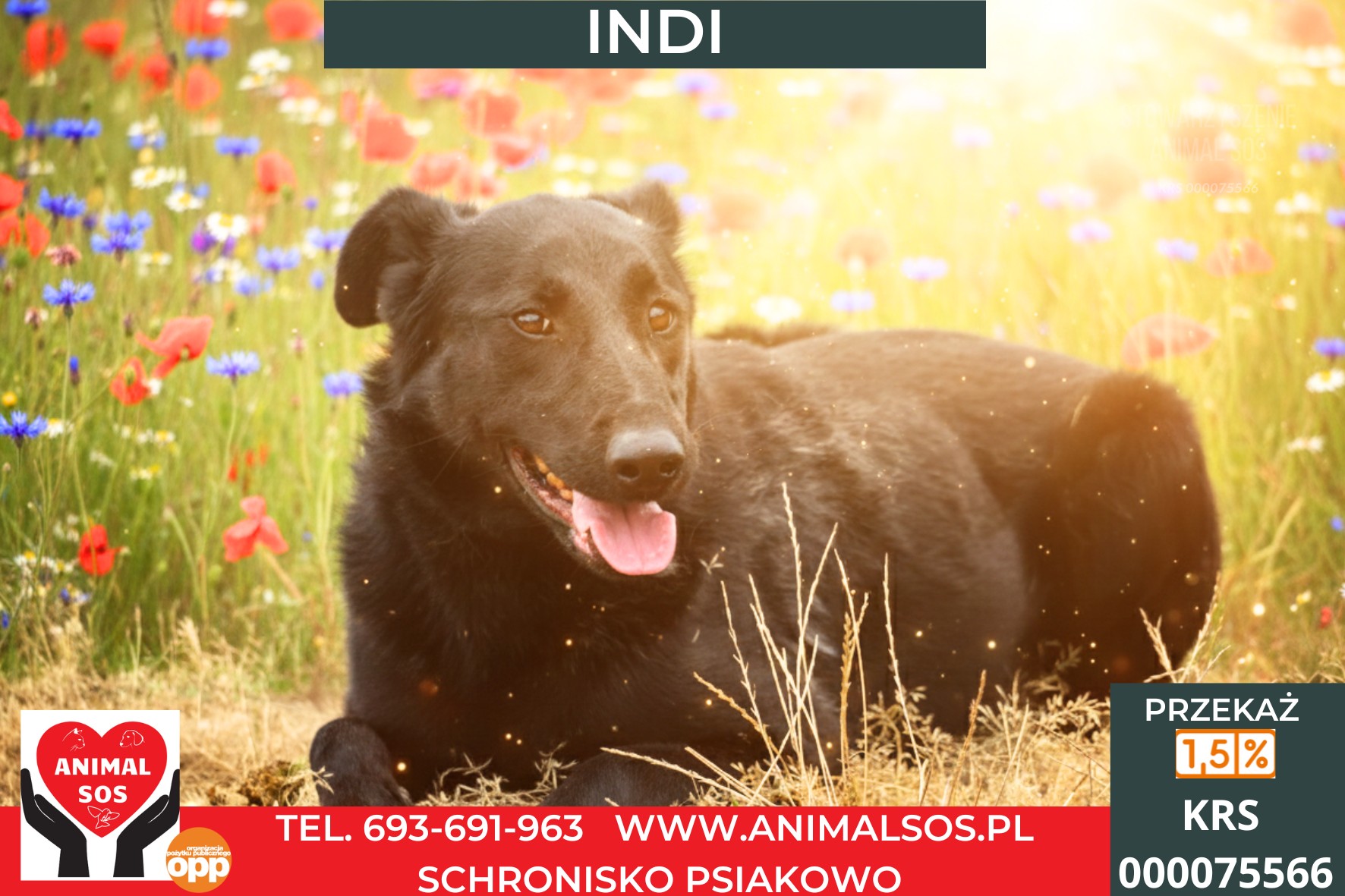 INDI