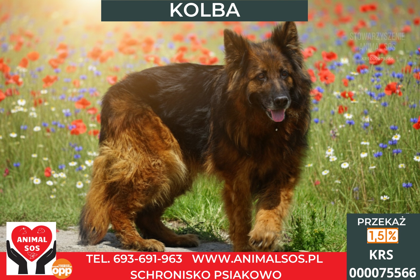 KOLBA