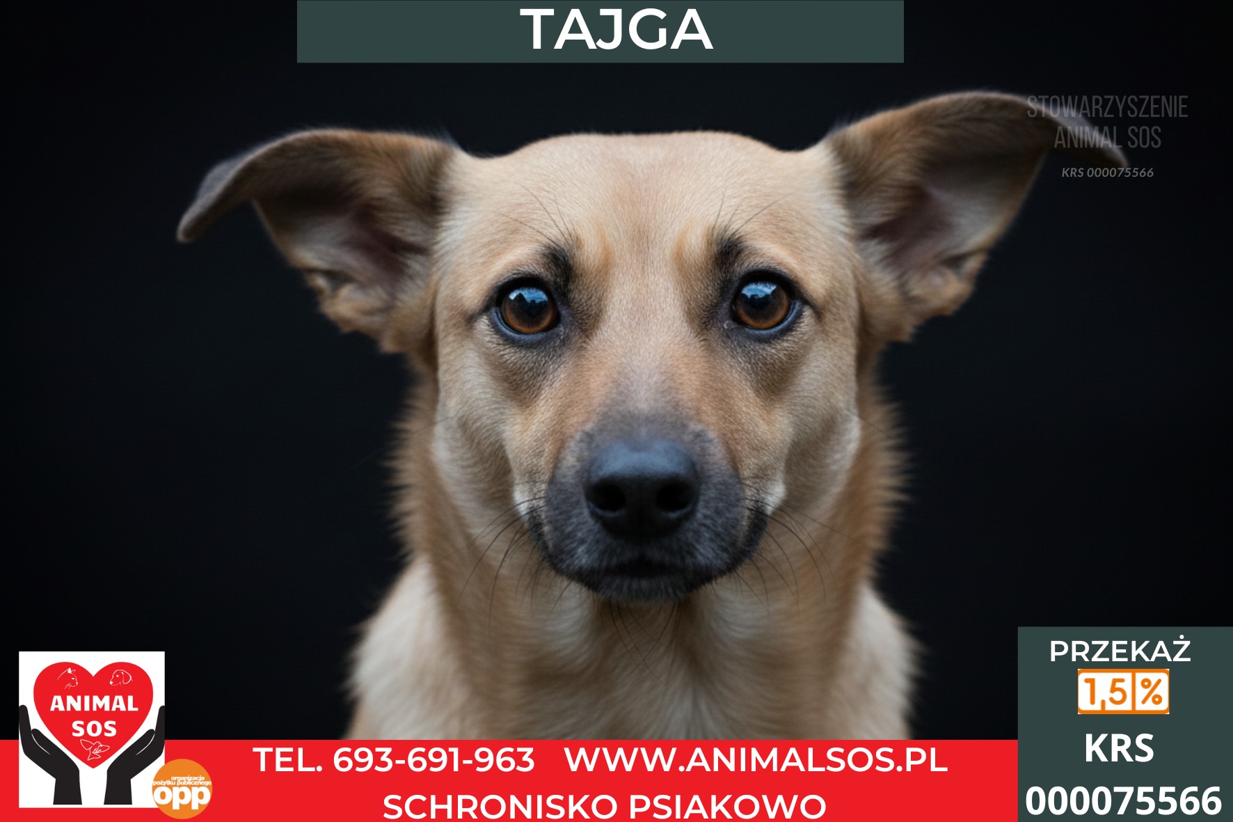 TAJGA – mała, wycofana sunia