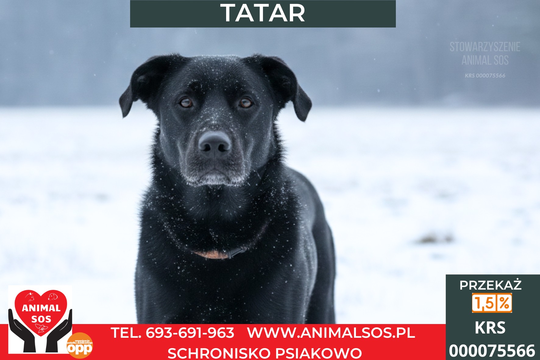 TATAR