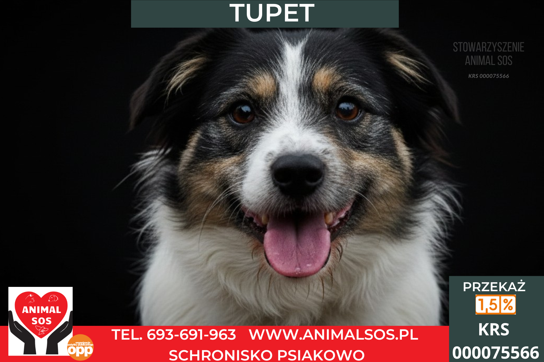 TUPET – mały, szorstkowłosy piesek
