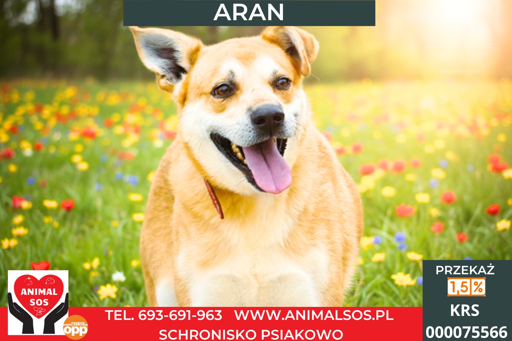ARAN