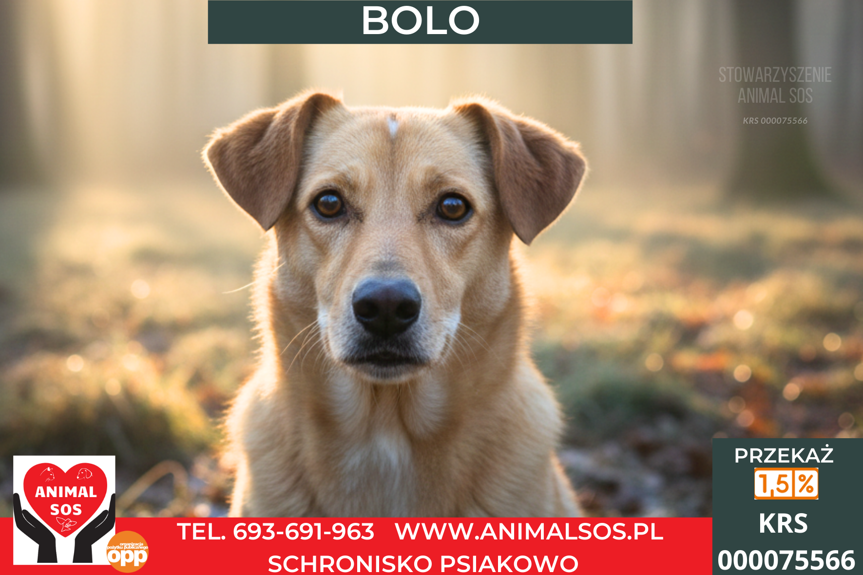 BOLO
