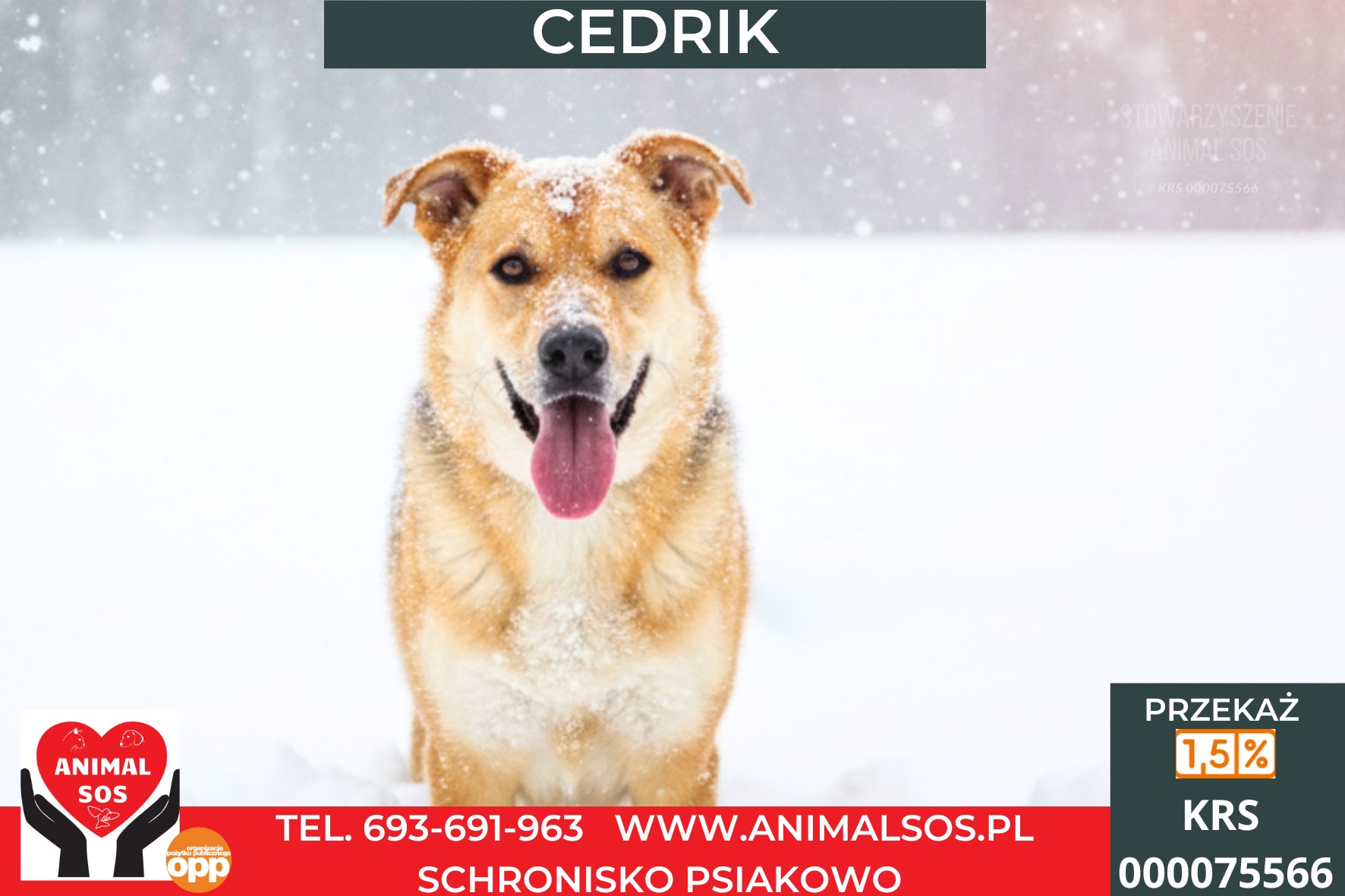 CEDRIK