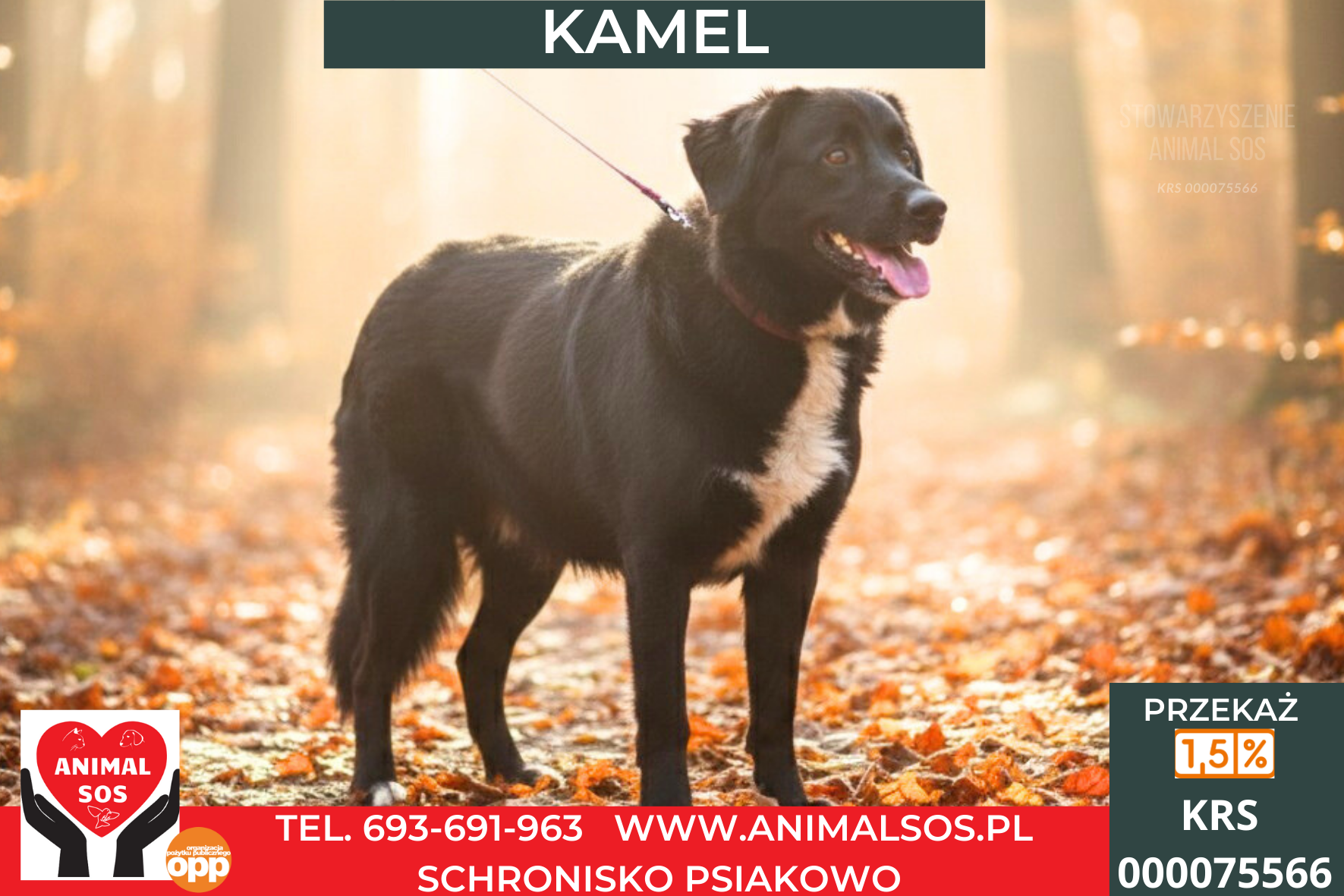 KAMEL