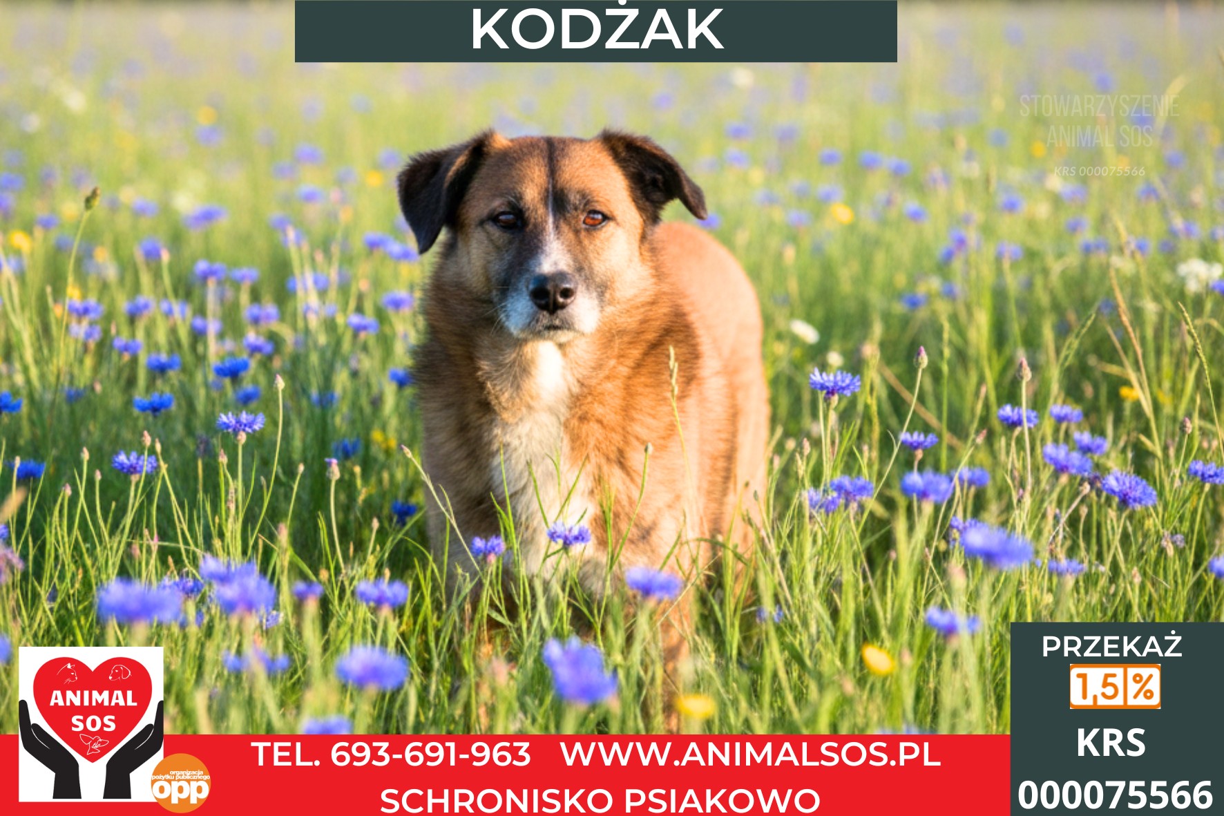 KODŻAK