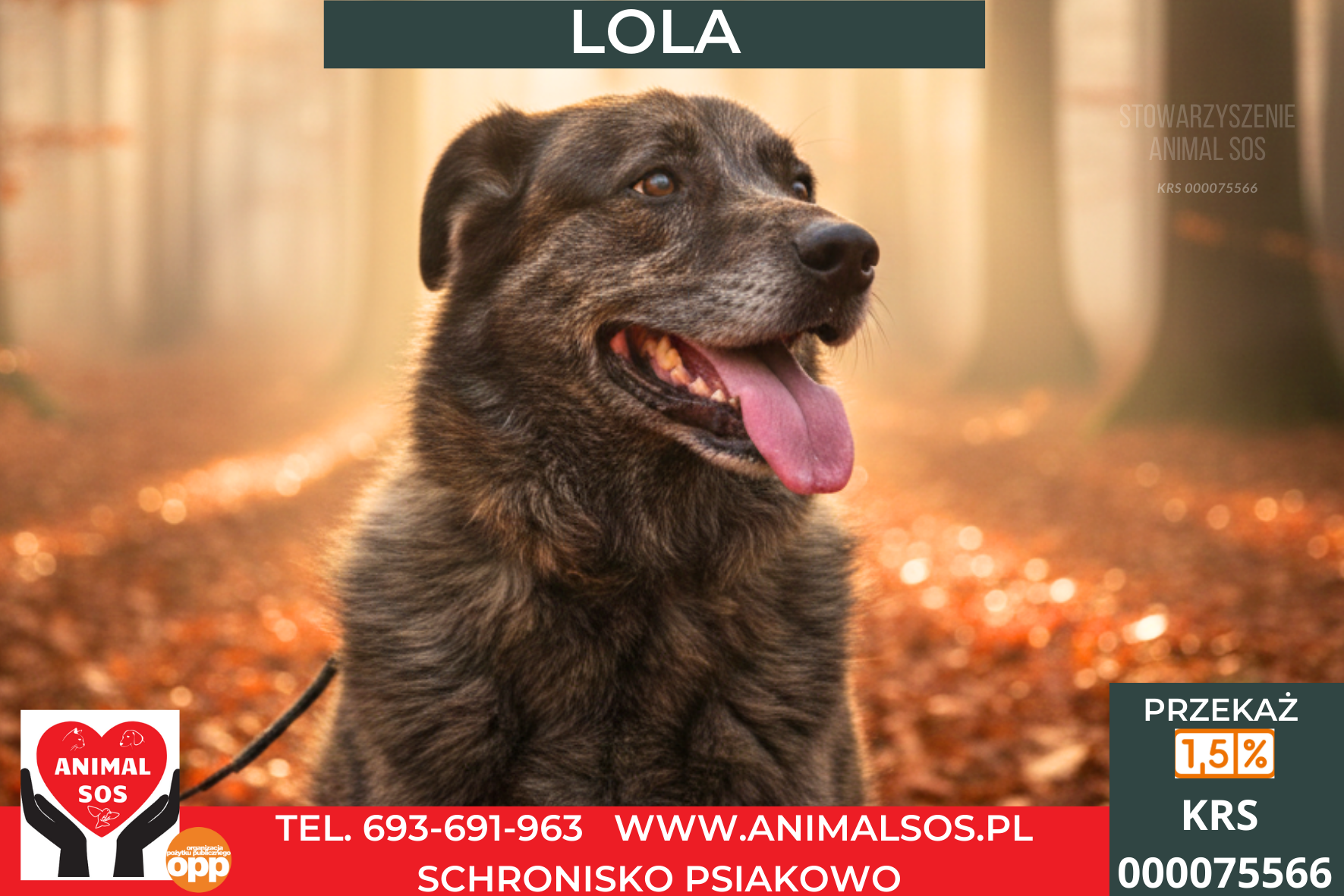 LOLA