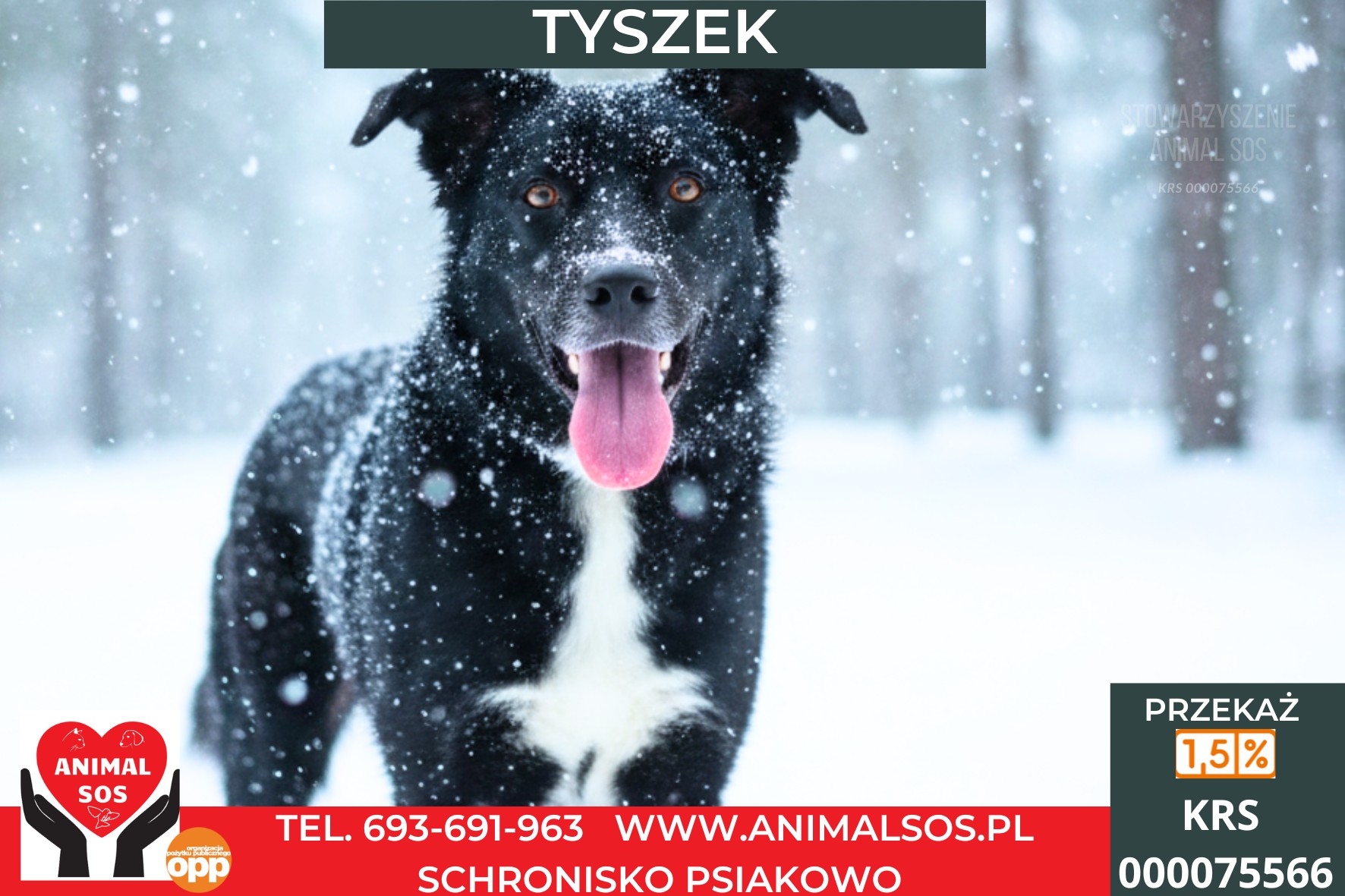 TYSZEK